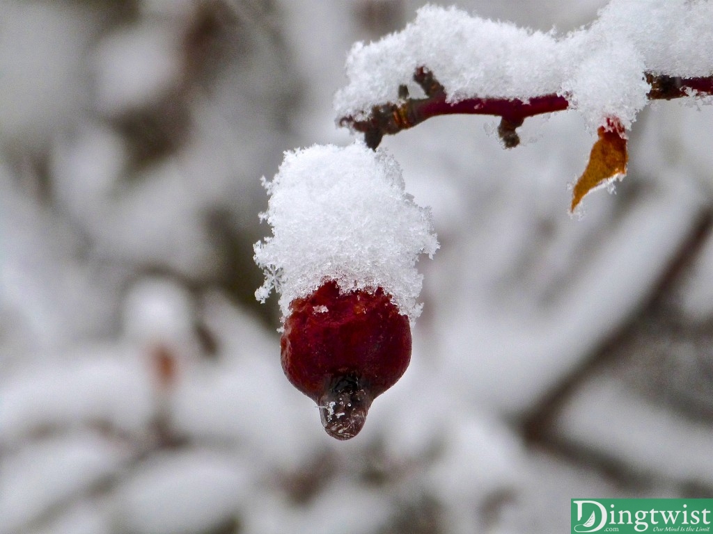 Winter's First Snow