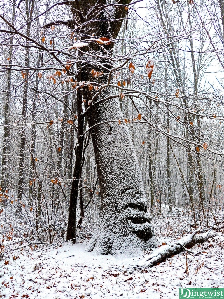 Winter's First Snow