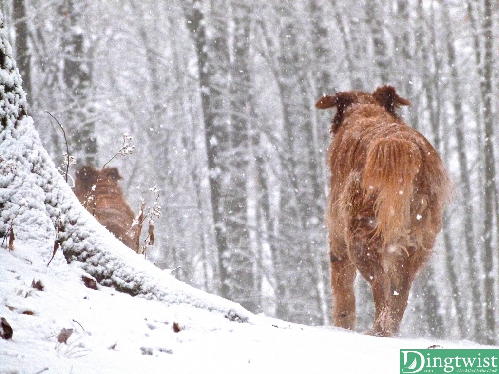 Winter's First Snow