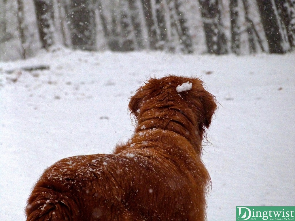 Winter's First Snow