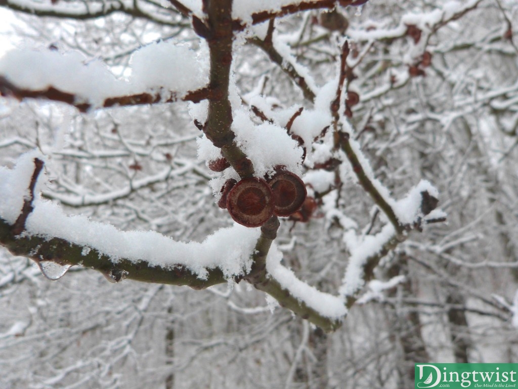 Winter's First Snow