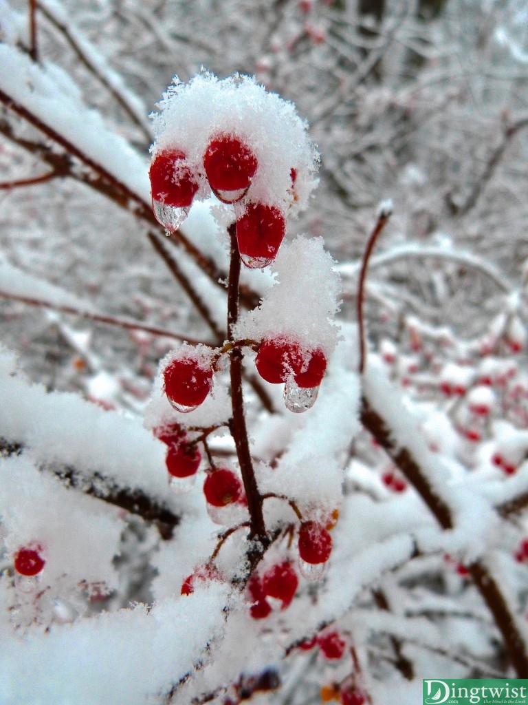 Winter's First Snow