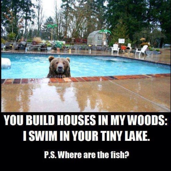 bear in pool