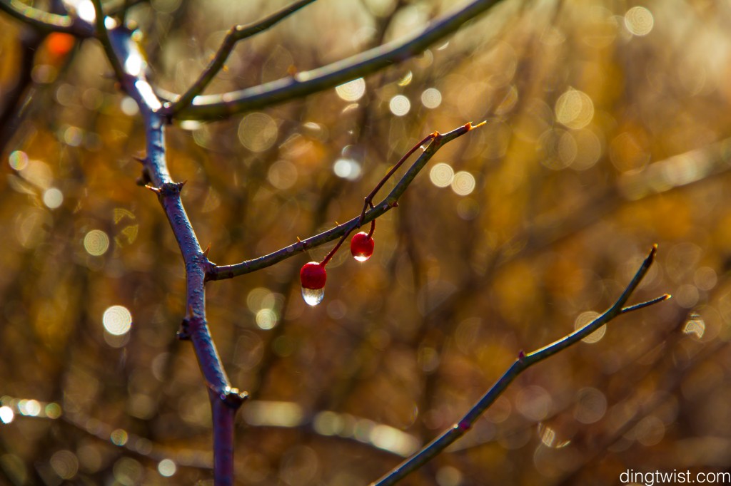 Berry Drops