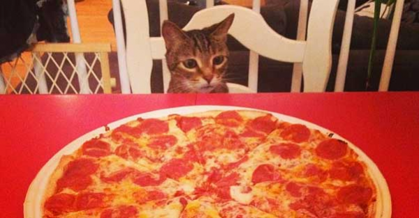 cat with pizza