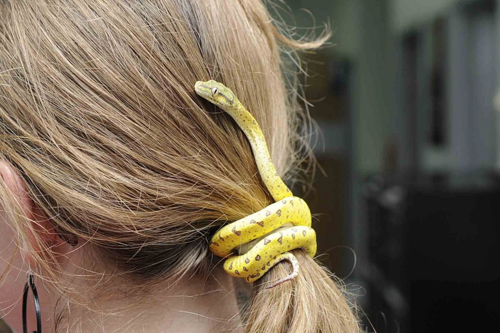 snake hair tie