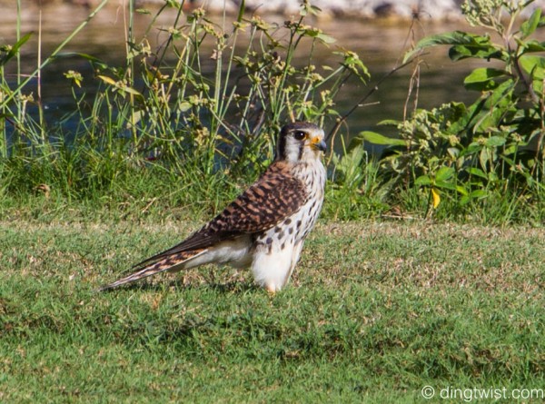 American Kestrel Anguilla