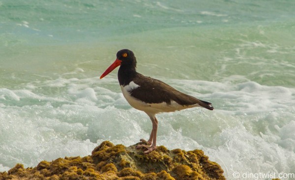 American Oystercatcher II Anguilla