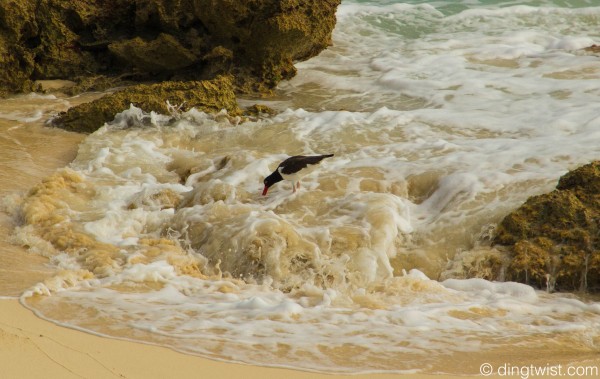 American oystercatcher Anguilla