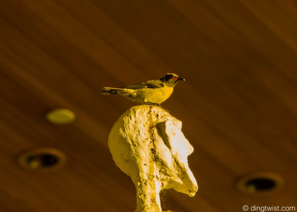 Bananaquit Anguilla