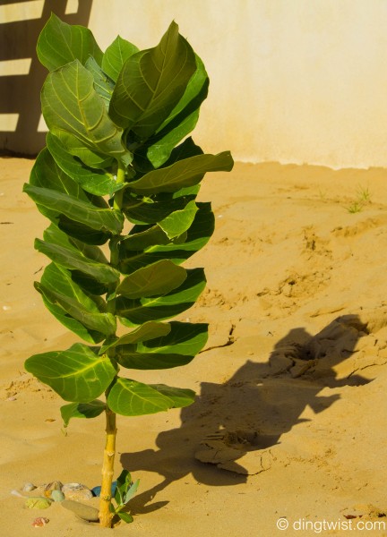 Beach Plant Anguilla