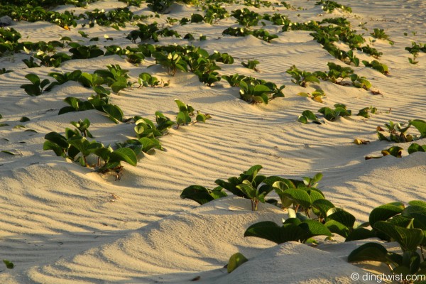 Beach Plants Anguilla