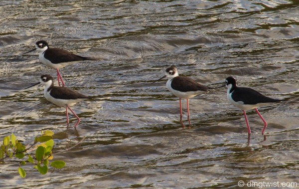 Black-Necked Stilt