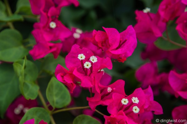 Bougainvillea Anguilla