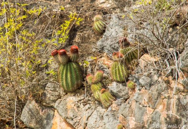 Cactii Anguilla