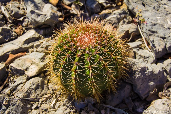 Cactus Anguilla