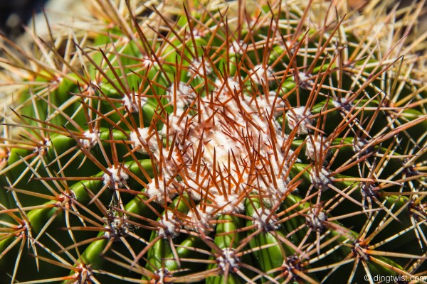 Cactus Close Anguilla