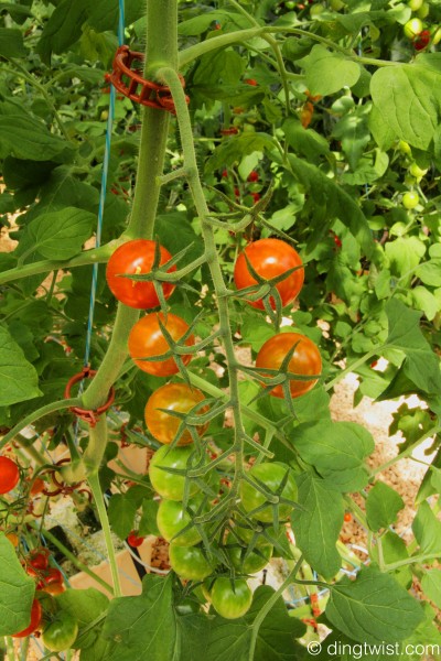 Hydroponic Tomatoes Cuisinart