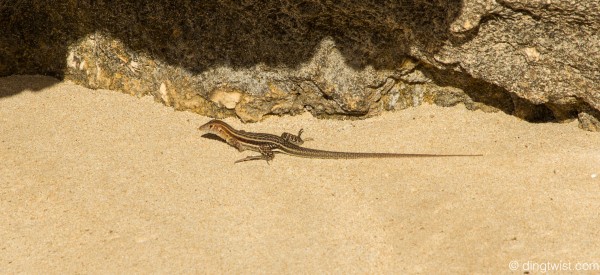 Lizard Anguilla