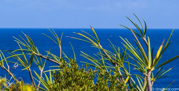 Ocean Plants Anguilla