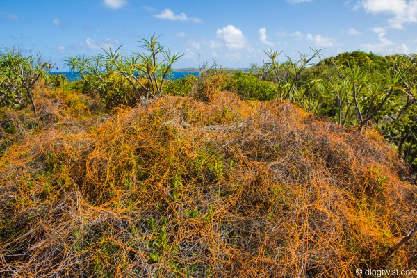 Orange Stuff Anguilla