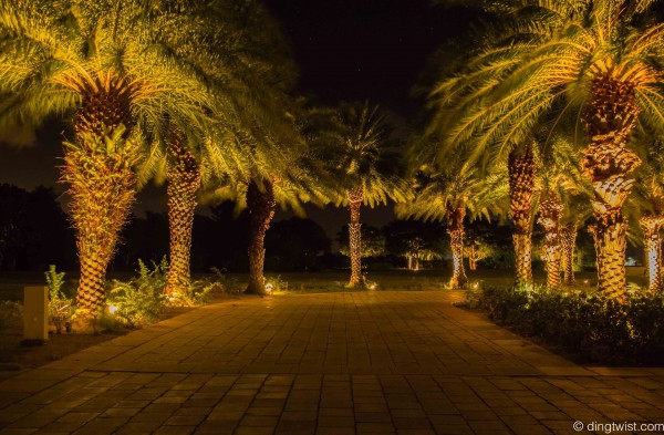 Palms at Night Anguilla