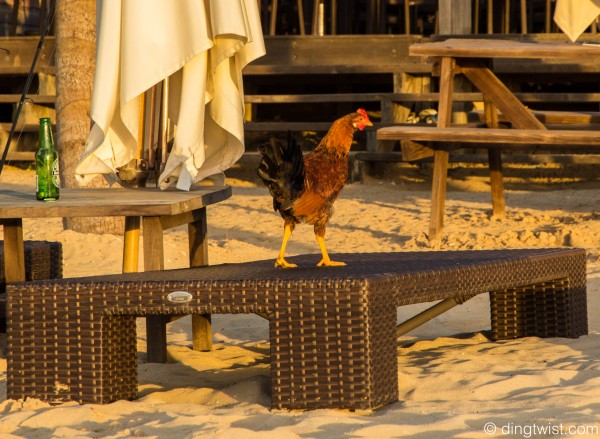 Rooster Anguilla