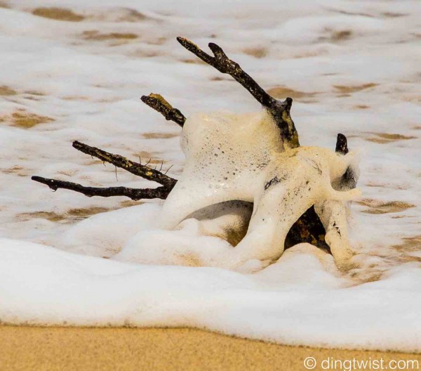 Sea Foam through Branch Anguilla