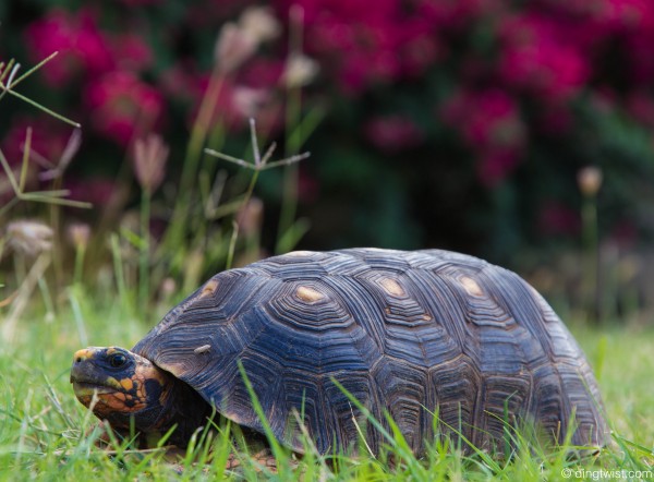 Tortoise Anguilla