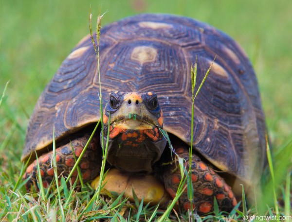 Tortoise II Anguilla