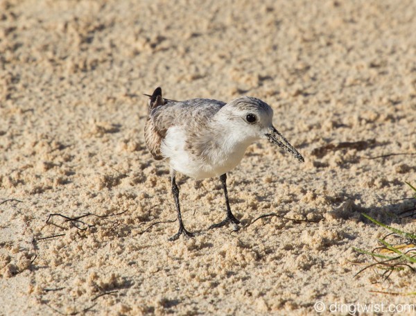 Western Sandpiper Anguilla