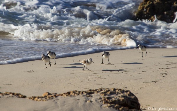 Western Sandpipers