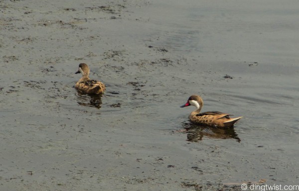 White-Cheeked Pintails Anguilla