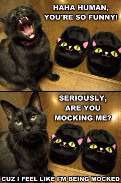 cat slippers
