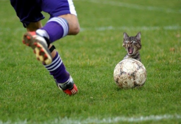 cat soccer