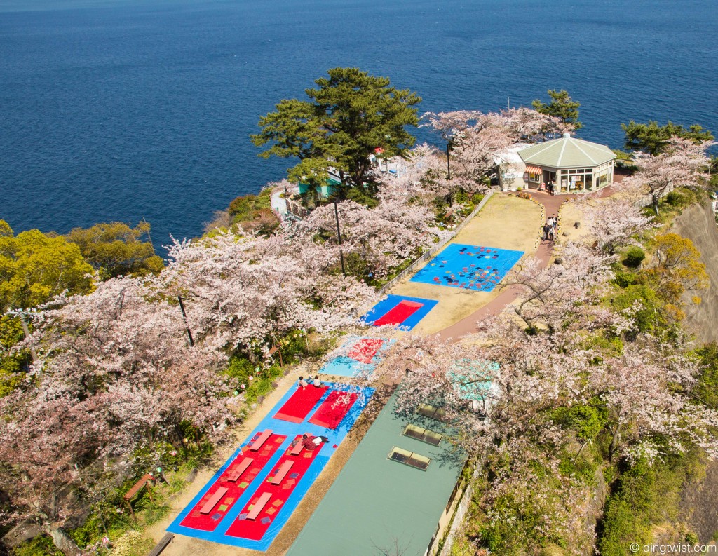 Cherry Blossom Park