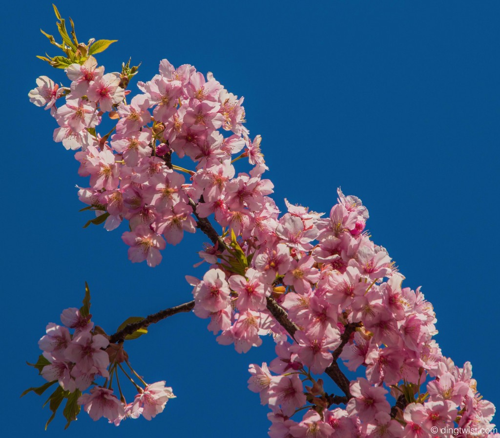 Cherry Blossom Photo