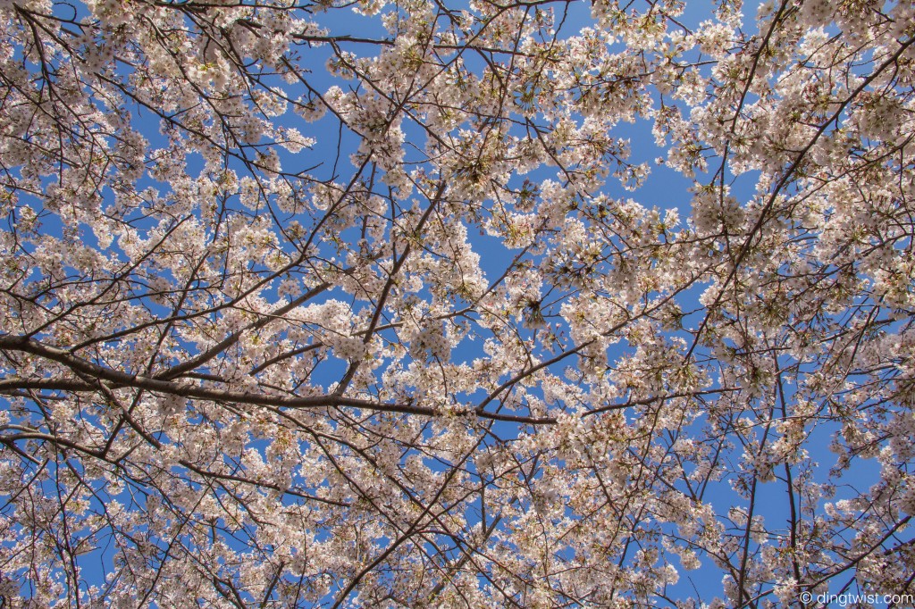 Cherry Blossoms from Below