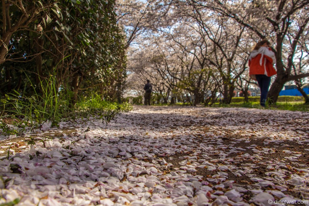 Fallen Sakura