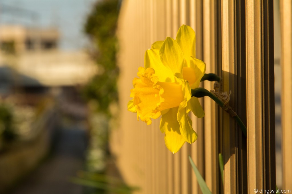 Fence Flower