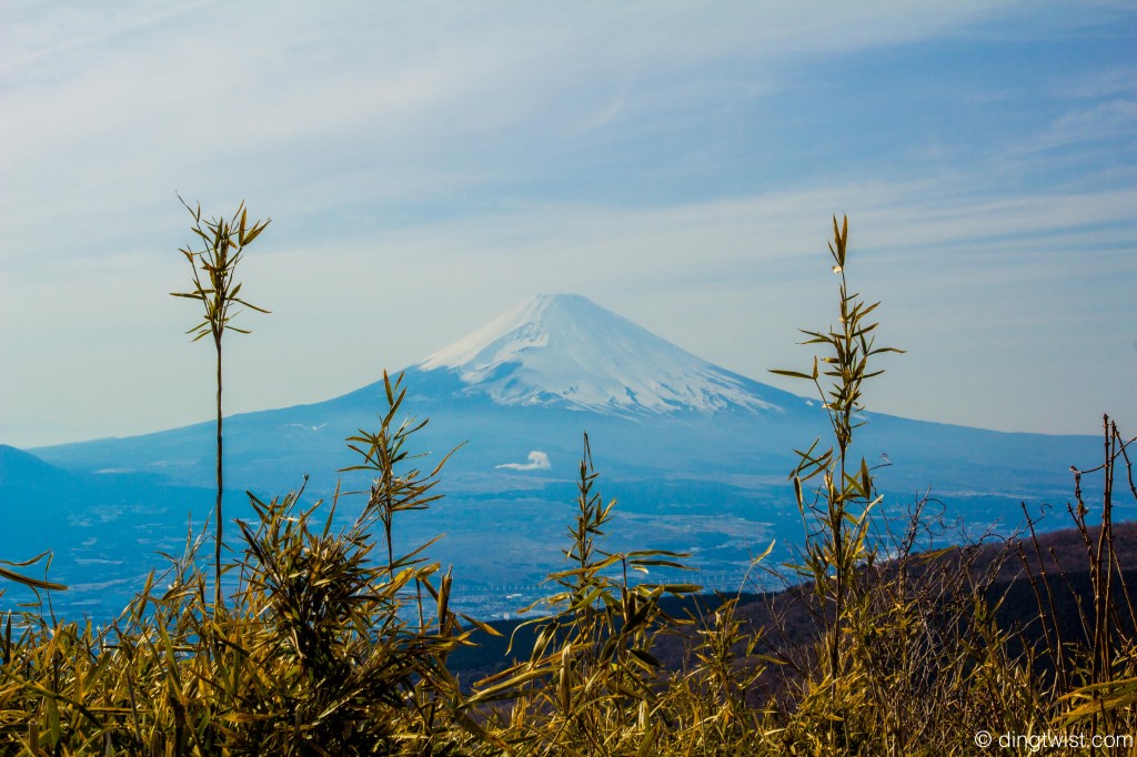 Fuji through Reeds