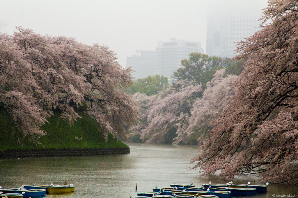 Imperial Sakura