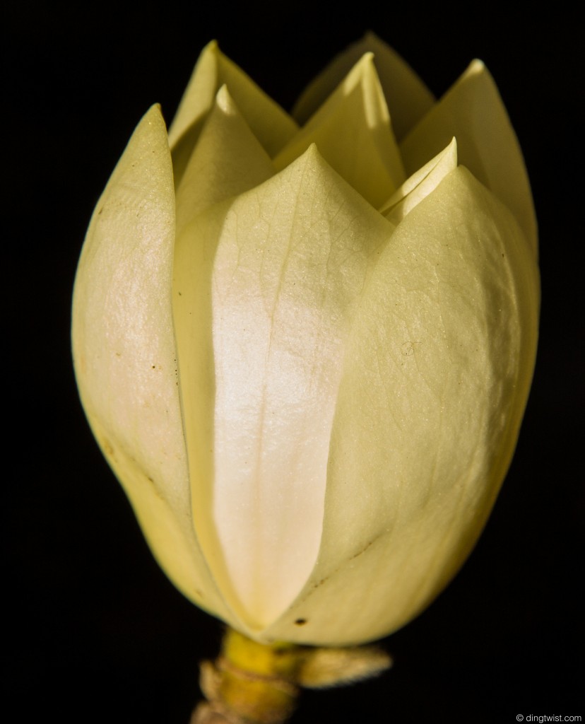 Magnolia