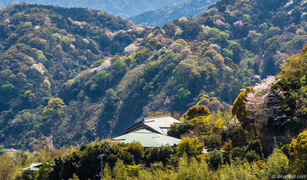 Mountain Sakura