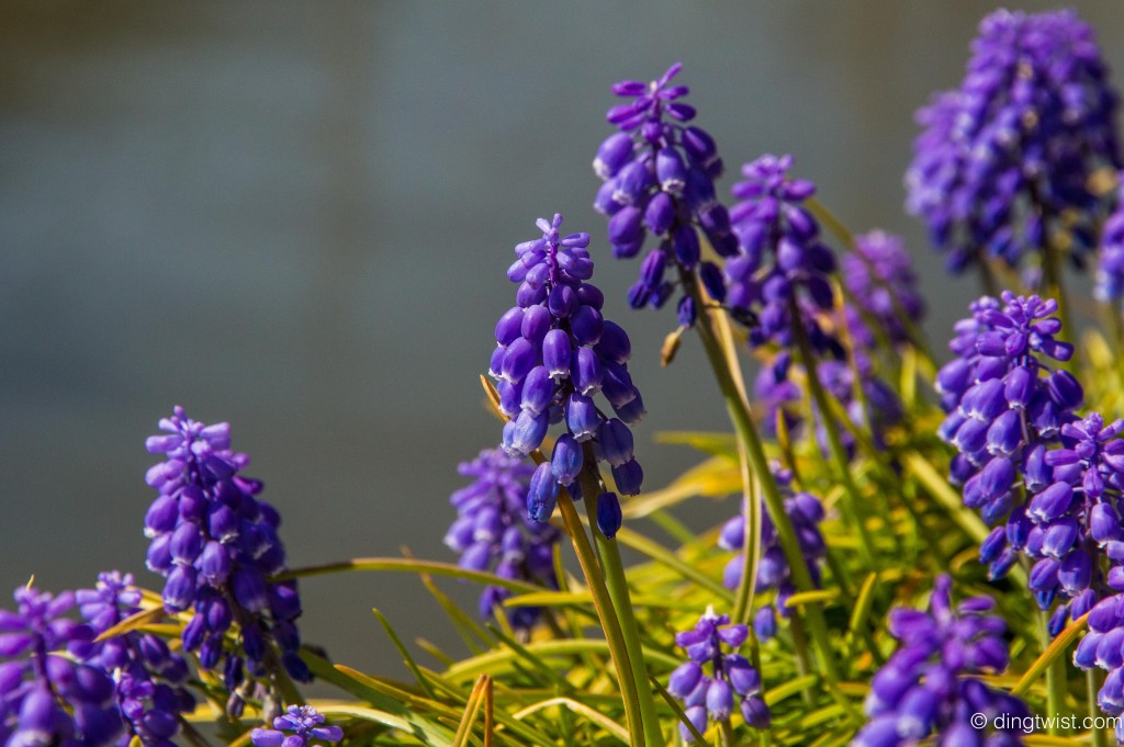 Purple Flowers