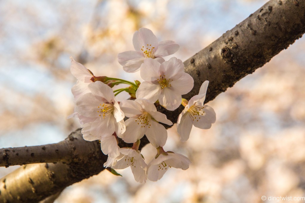 Sakura Cluster