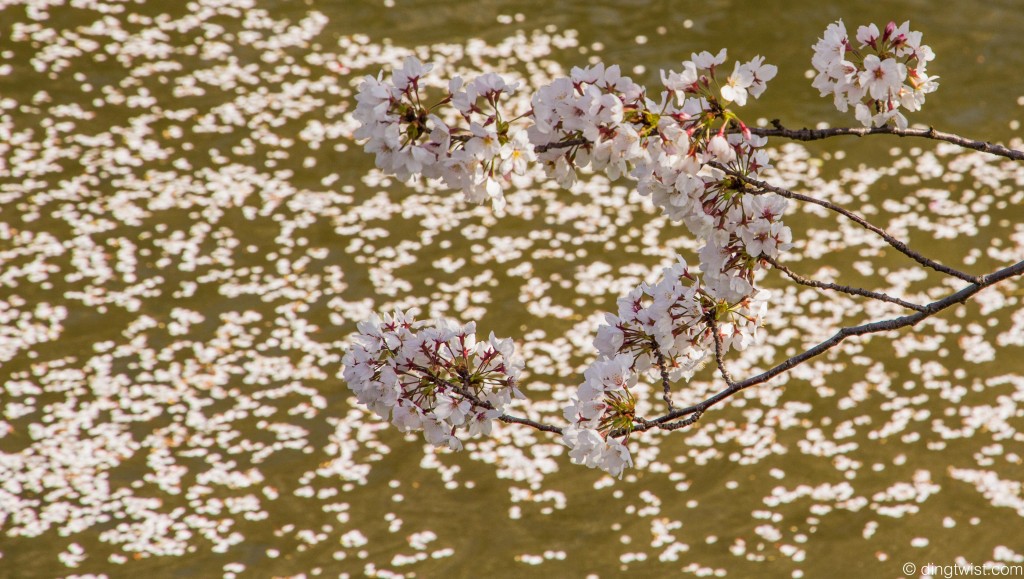 Sakura Over the River