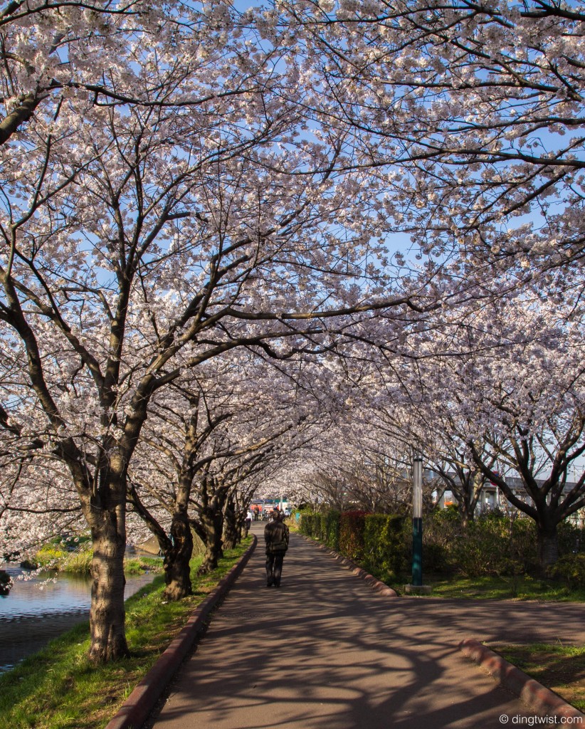 Sakura Path