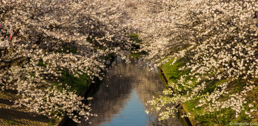 Sakura River