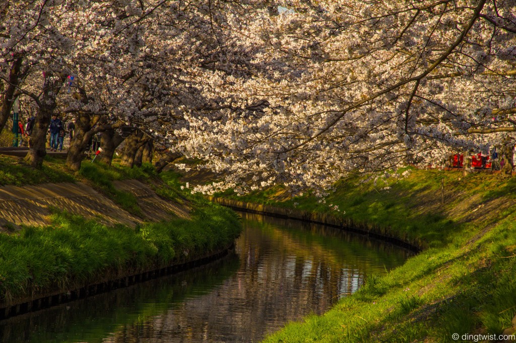 Sakura River Bend